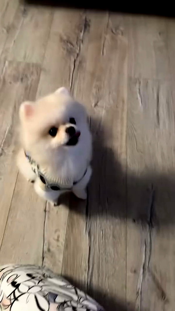 imshigh_ archive video preview