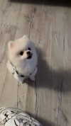 imshigh_ Altpins Profile Picture