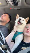 sheli.belayev Altpins Profile Picture