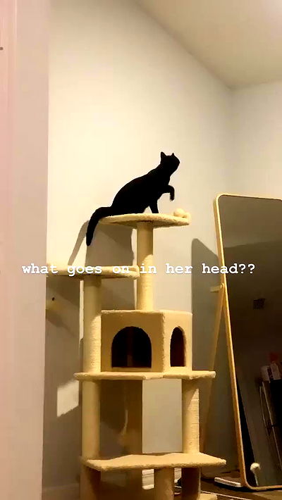 suikomuu suikomuu archive video