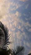 elizabethcampbelljones Altpins Profile Picture