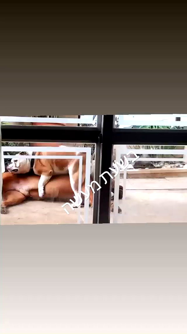 elaysolomon archive video preview