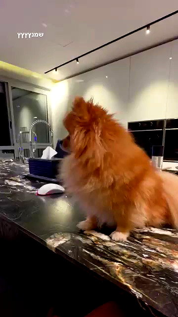 arielgino_ archive video preview