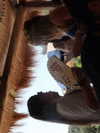 luciaaferrato Altpins Profile Picture