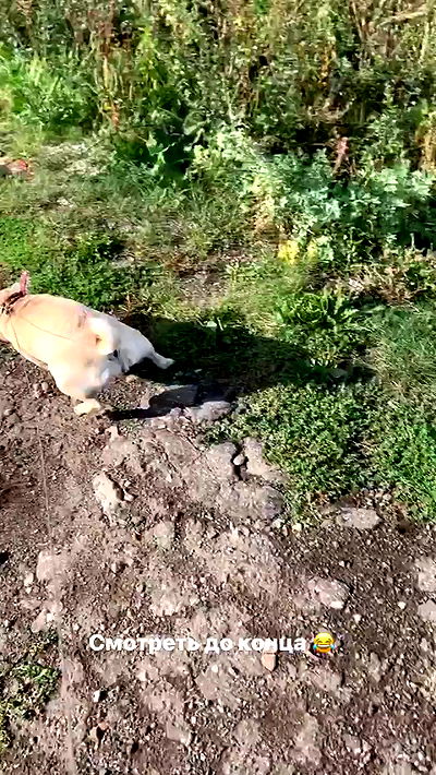 nyityam nyityam archive video