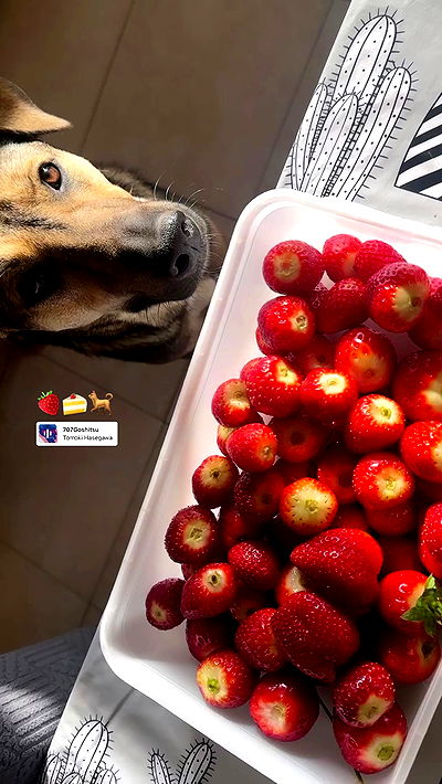 liashaked liashaked archive video