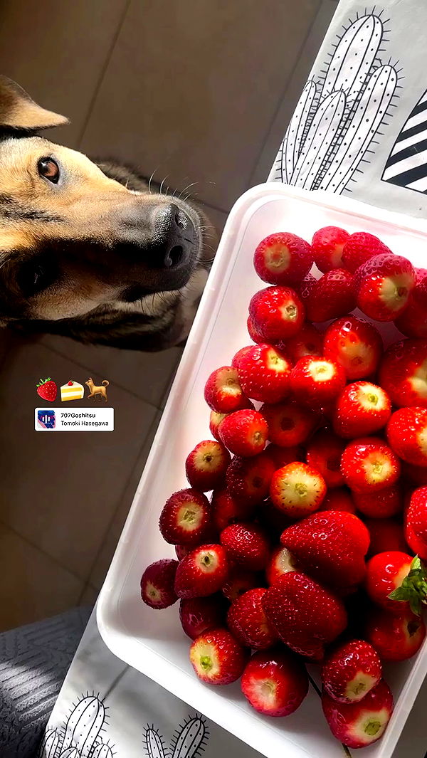 liashaked archive video preview