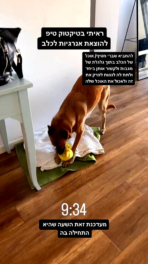 yuval_raz archive video preview