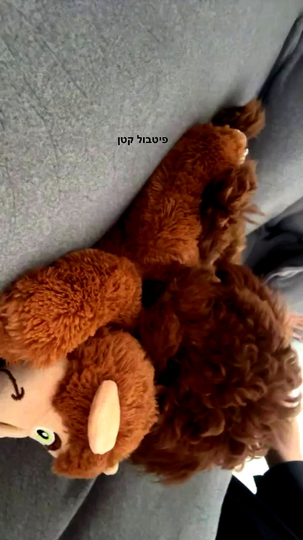 agam._.harel archive video preview
