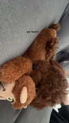 agam._.harel Altpins Profile Picture