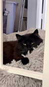 sweetmuffinnss Altpins Profile Picture