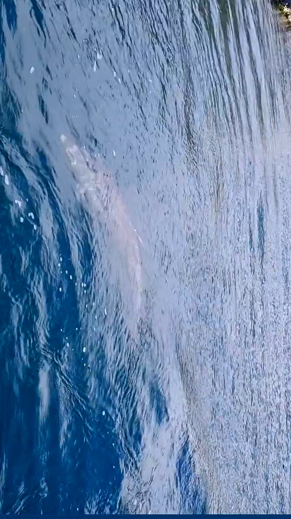 tamarli._ archive video preview