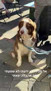 roni_ackerman Altpins Profile Picture