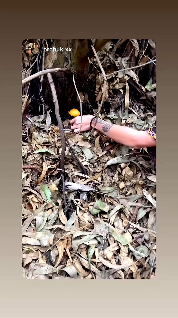 shaharo__._ archive video preview