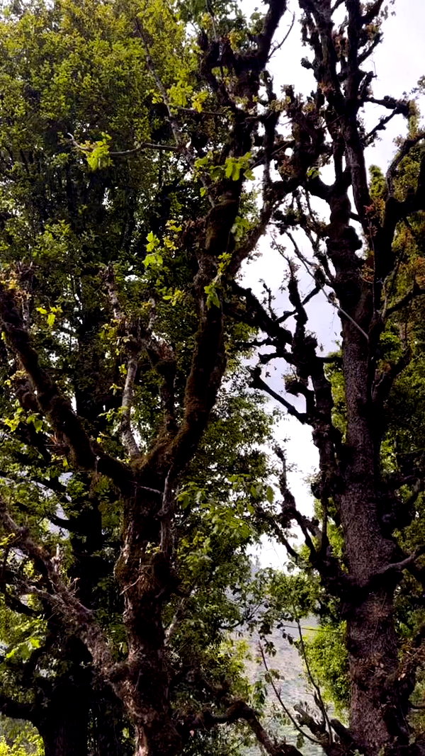 talya.fridland archive video preview