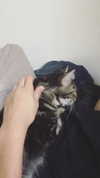 evasela__ Altpins Profile Picture