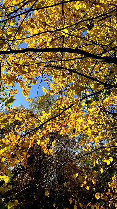 nyityam nyityam archive video