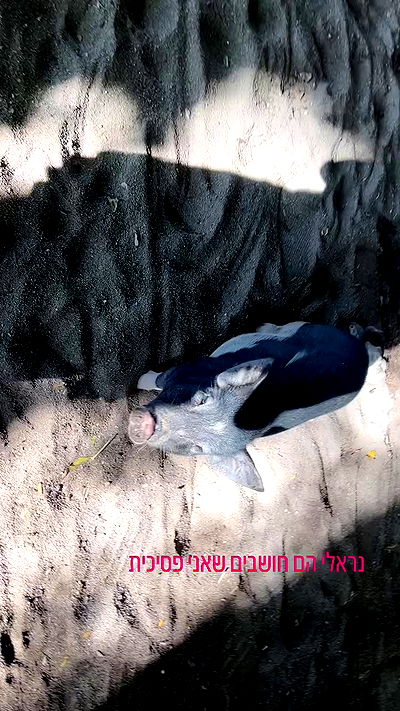 ormosheee ormosheee archive video