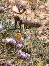 efrat_elmalich Altpins Profile Picture