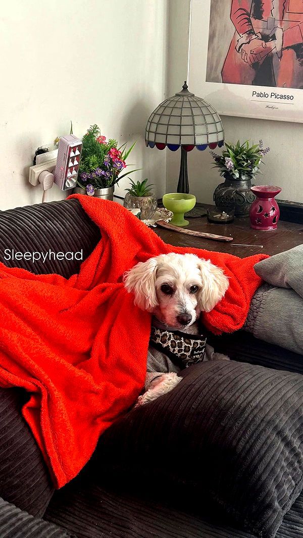 feelbetterinmysweater archive video preview