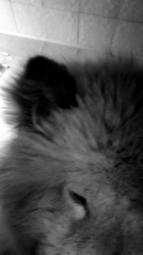 meow.mn2 archive video preview