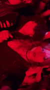 d3ad.doll Altpins Profile Picture