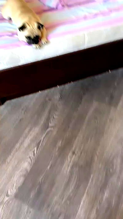 nyityam nyityam archive video