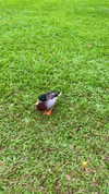 vanessa.rhd Altpins Profile Picture