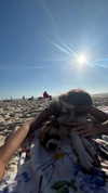 seline_paz Altpins Profile Picture