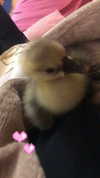 rott3nbambi Altpins Profile Picture