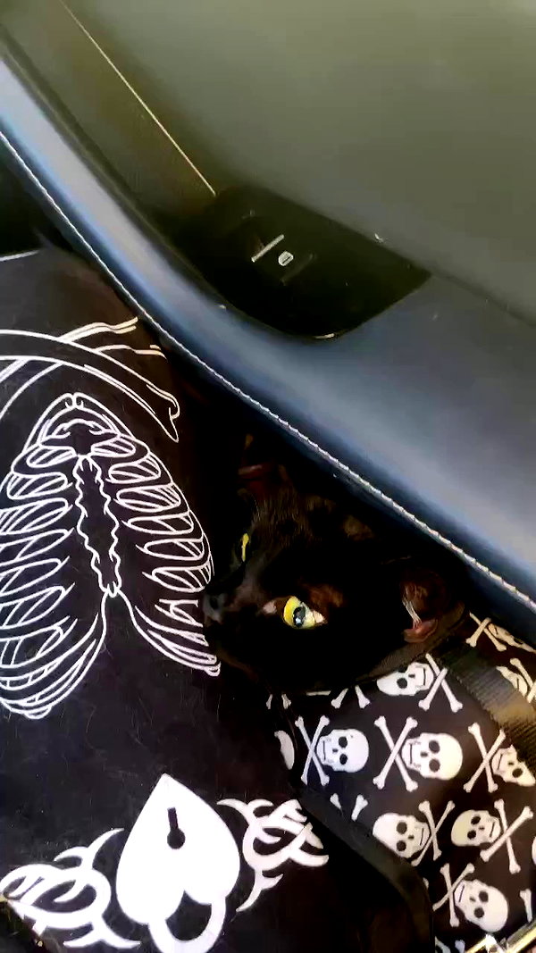 iluvmeww archive video preview