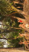 pia__kim Altpins Profile Picture