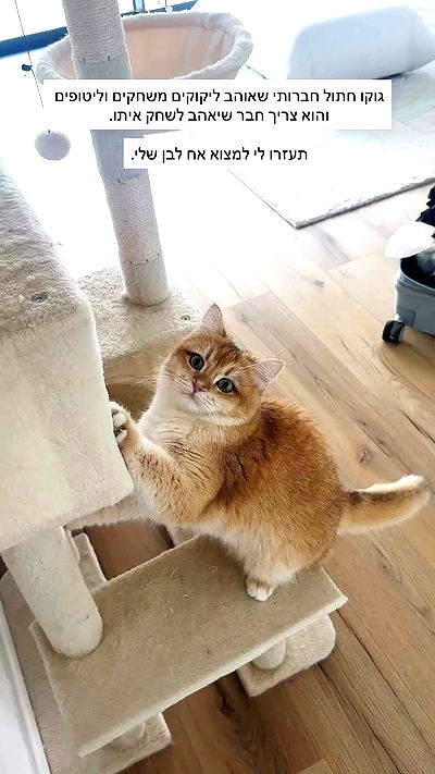 itsilanosh itsilanosh archive video