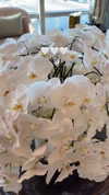 nomagdalina Altpins Profile Picture