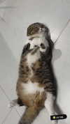 sonia_litvanchuk Altpins Profile Picture