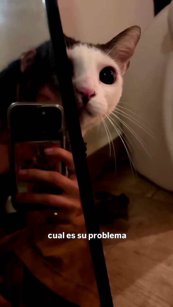 mosssaico archive video preview