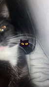 vampiryska Altpins Profile Picture