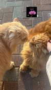 liiza_maarchuk Altpins Profile Picture