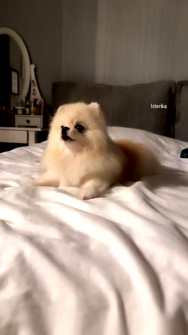 imshigh_ archive video preview