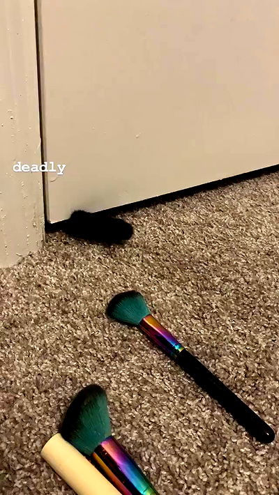 suikomuu suikomuu archive video