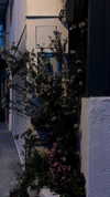 _jyying Altpins Profile Picture