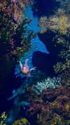 annabottoo Altpins Profile Picture