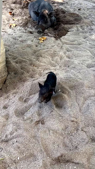 ormosheee ormosheee archive video