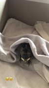 rott3nbambi Altpins Profile Picture