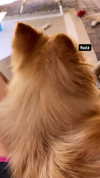 sunnyrayyxo Altpins Profile Picture