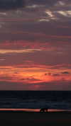 roni_ackerman Altpins Profile Picture