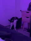 loneliestangelgirl Altpins Profile Picture