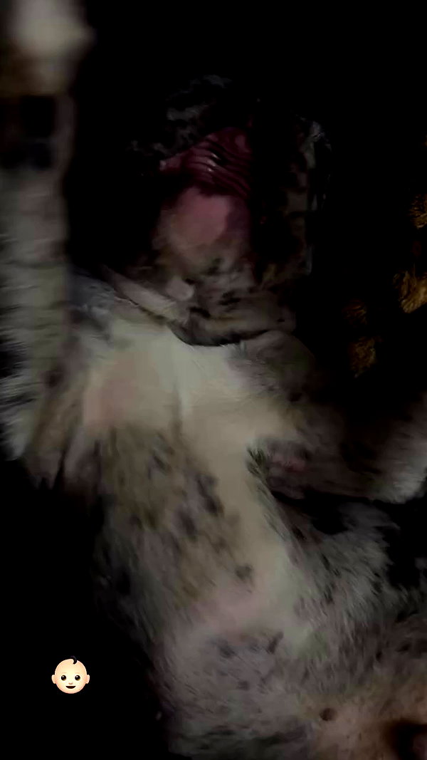 rott3nbambi archive video preview