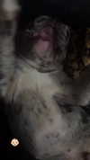rott3nbambi Altpins Profile Picture