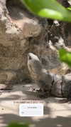 itsilanosh Altpins Profile Picture